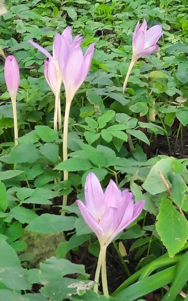 Ангел мой, радость моя и беда 