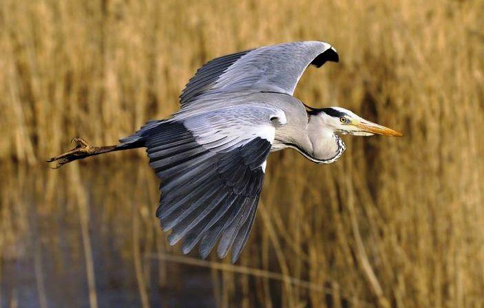 Хокку  о  цапле