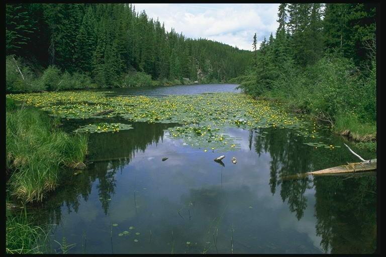 Ветер детства