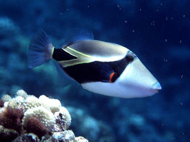 Тропик рыб.