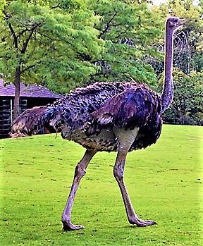 Страус - стихи к фотографиям