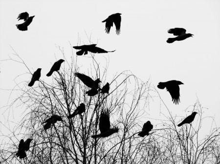 НЕ КРУЖИТЕ ВОРОНЫ ПЕЧАЛИ