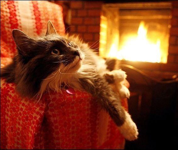 а когда возвращается кот