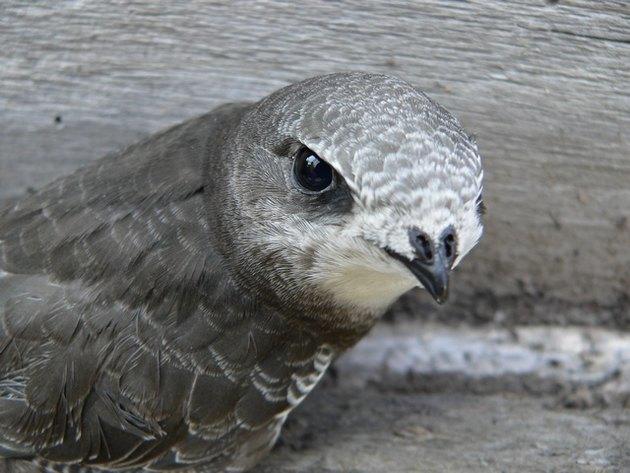 Соревнования (басня) (Песня)
