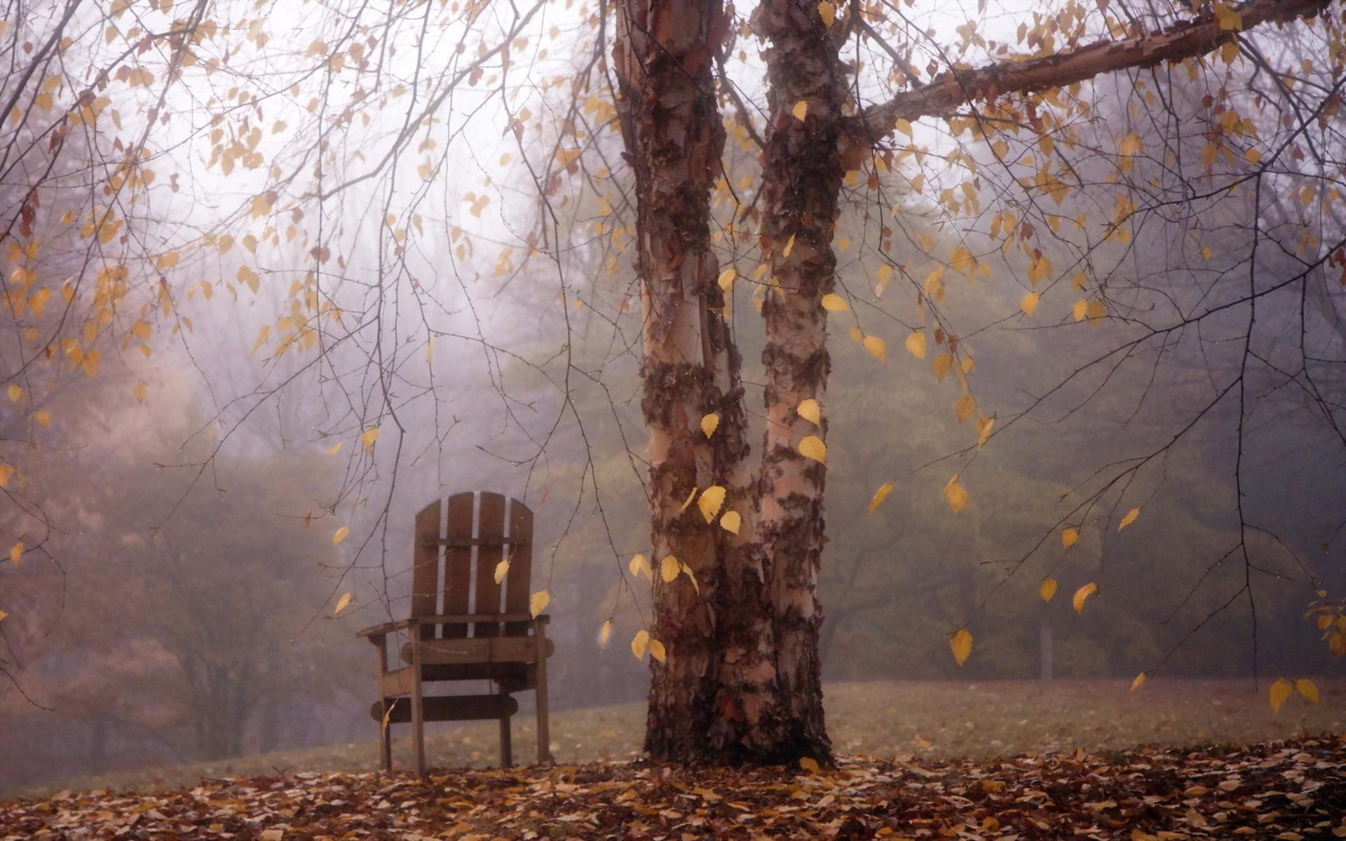 Парке пахнет хвойной тишиной. Дождливая осень. Печальная осень. Осенняя грусть. Осень дождь.