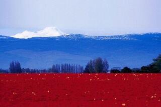 Кто служит своей Отчизне