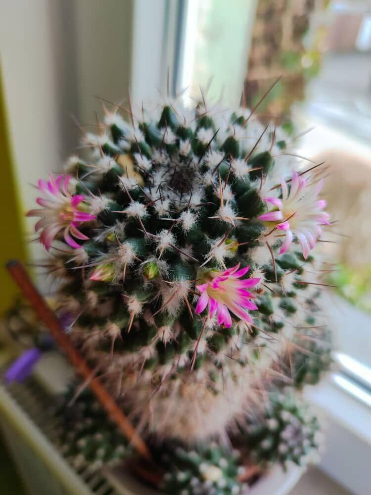 С чем сравню восхождение солнца 