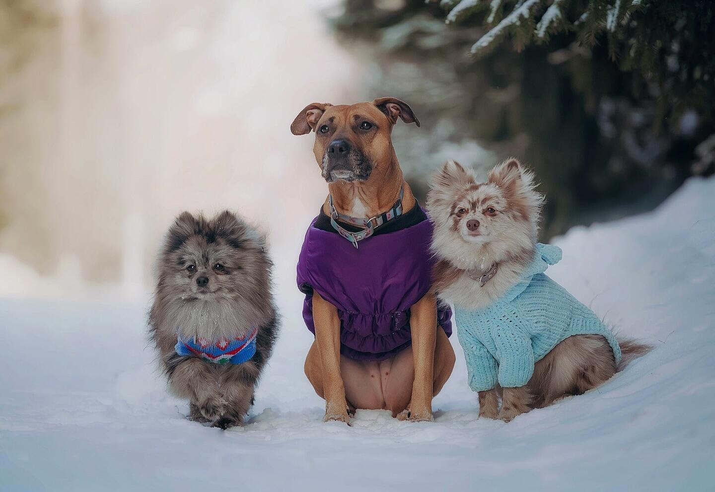 С Масленицей, друзья! АБ.