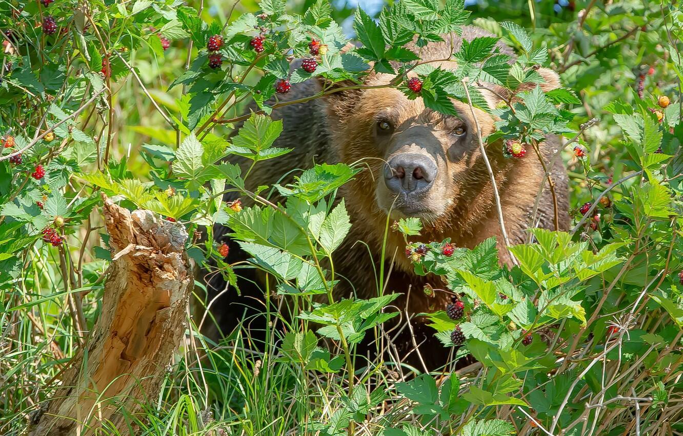 Дремучий лес (конкурсное)