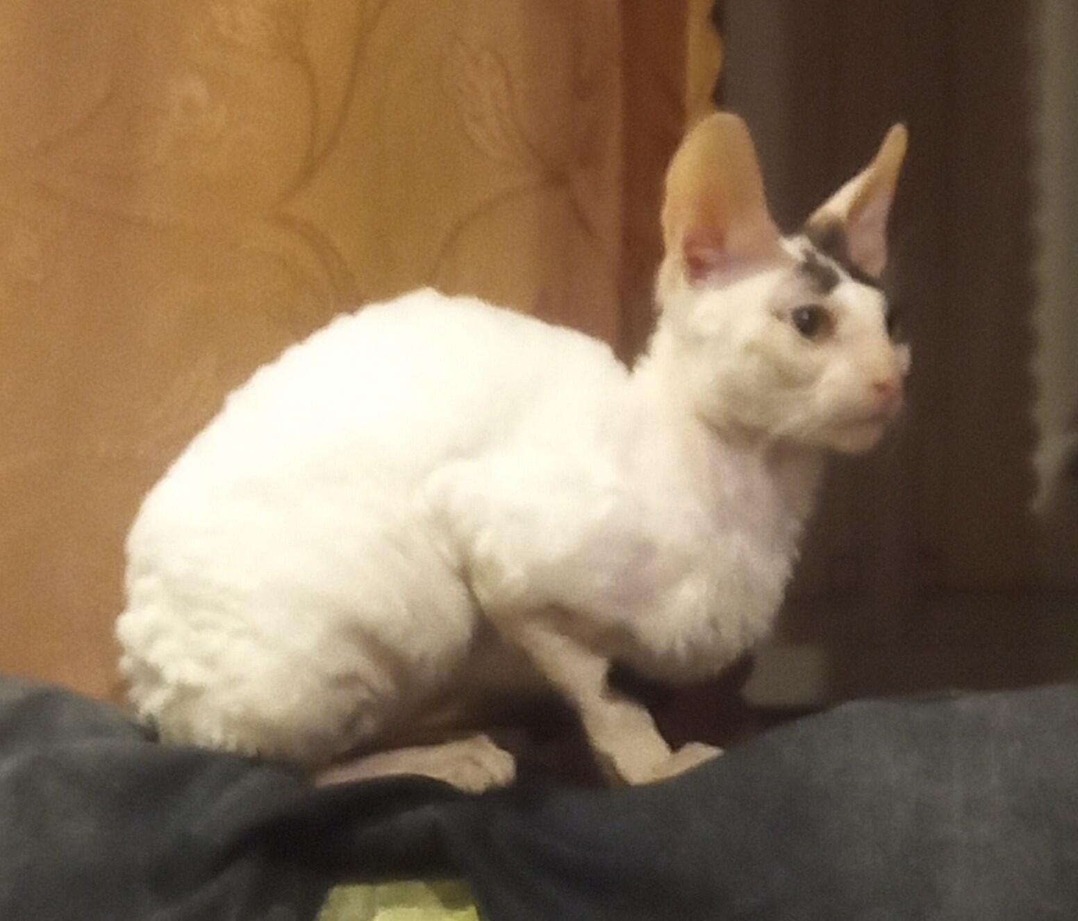 Старость - не гадость.., если с котом...