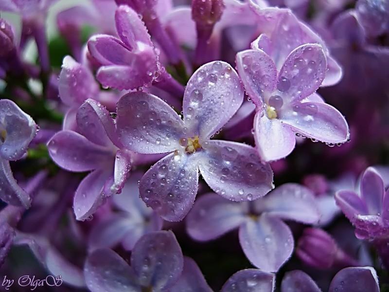 Гадание на сирени