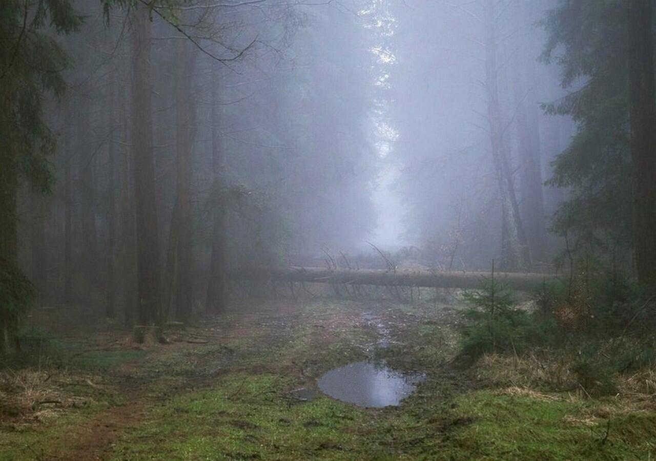 ЛУЖА  В  ТУМАНЕ