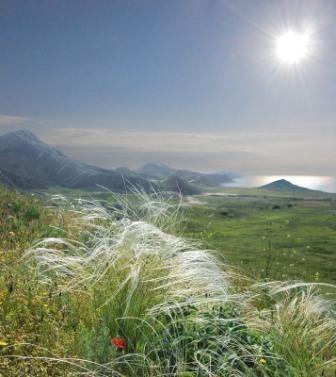 Не растёт ковыль в лесу...