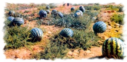 ДЕТСТВО. НА БАХЧЕ.