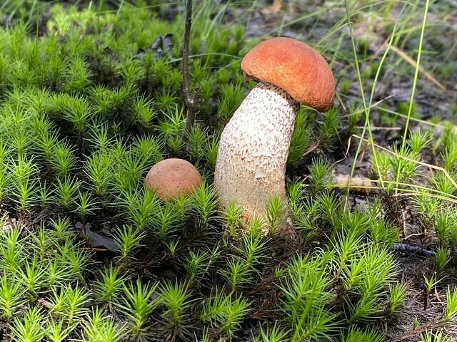 Под осиной замер гриб.