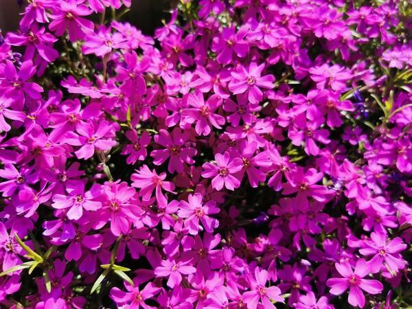 ПОЗДНИЕ ЦВЕТЫ