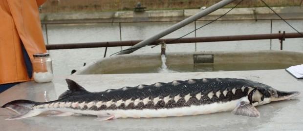 Режаки и оханы, и невод упругий...