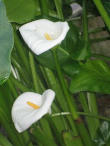 Белые коалы