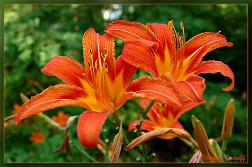 Тигровая лилия