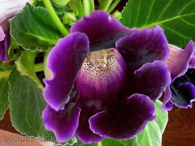 Цветок глоксиния