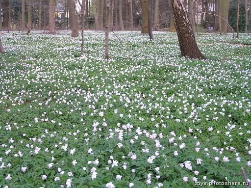 Anemone nemorosa