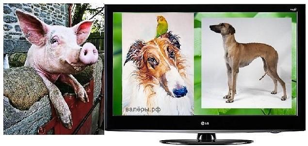 Оборзевшие борзые