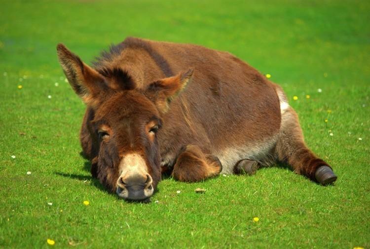 Собачья жизнь