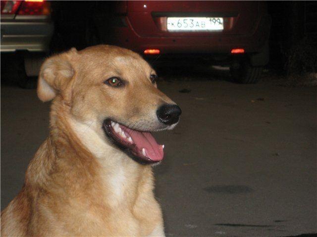 Не умирай,собака!