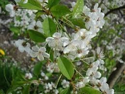 Цветущая вишня в окошко стучится...