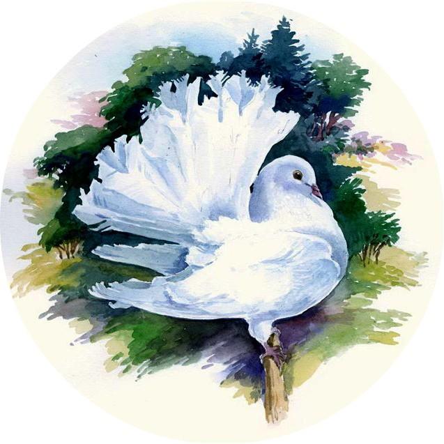 Голубь сидел на ветке, размышляя о бытии