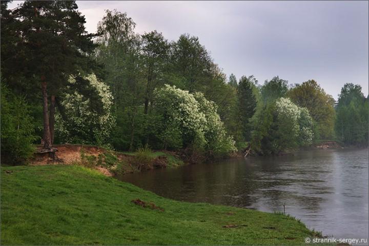 Белою пеной кусты над рекою