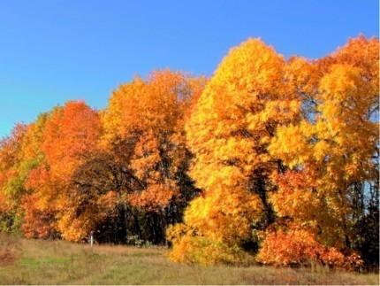 КАК ПРИЯТНО С ТОБОЮ БЫТЬ, ОСЕНЬ