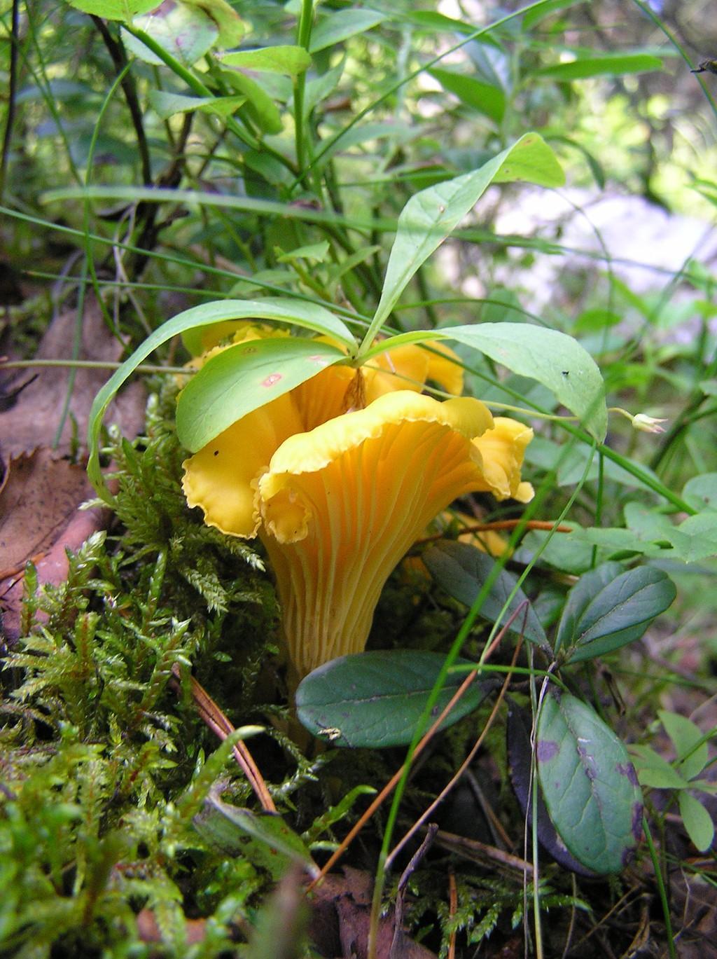 " Я иду искать"