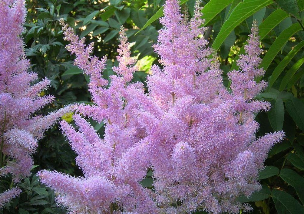 Цветок астильба