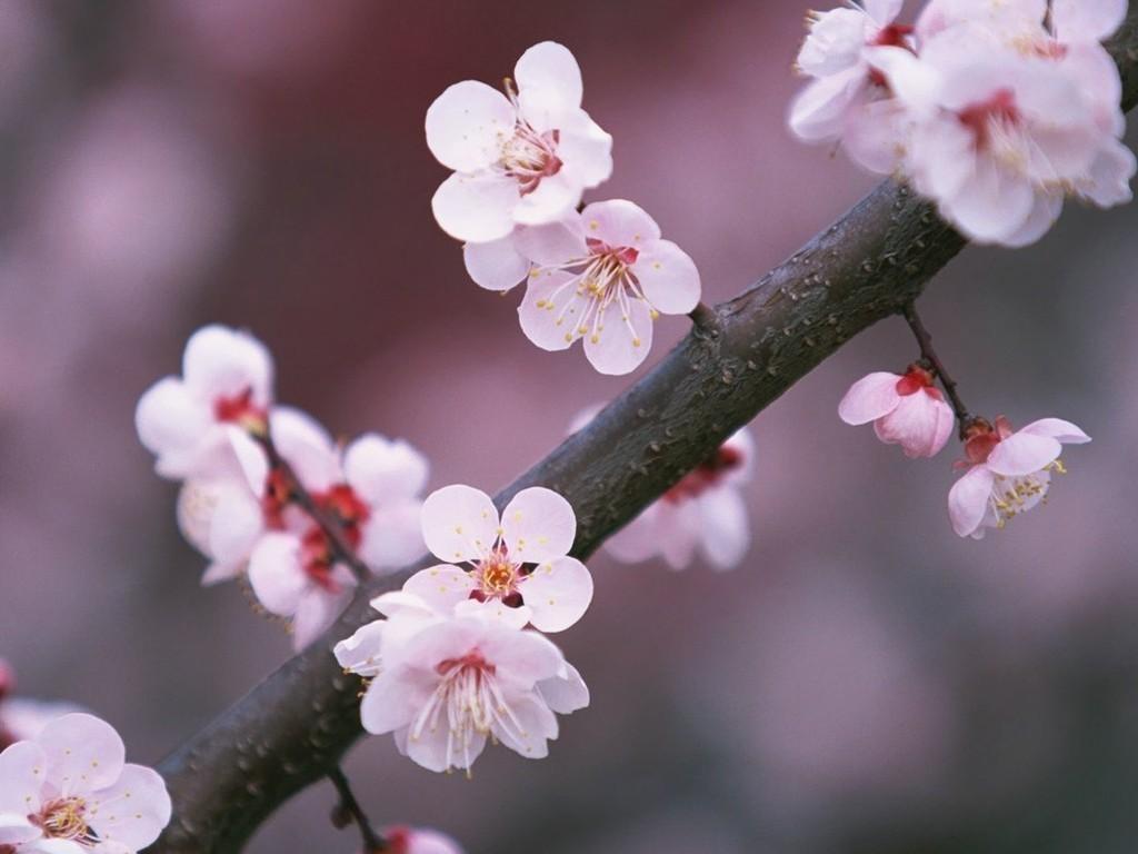 Отвезти тебя мне в Персию.