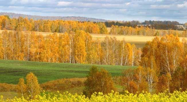 "ОТГОВОРИЛА  РОЩА  ЗОЛОТАЯ..."  ЧИТАЮ   СТИХ