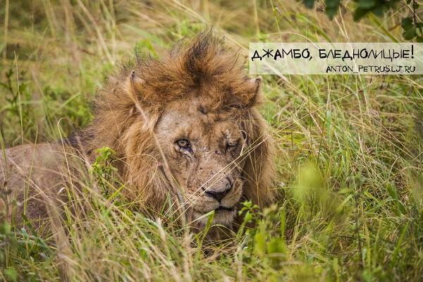 Туристов разбудили облизывающие палатку львы.