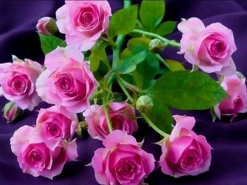 ДУША, КАК РОЗА, РОЗА, КАК ДУША