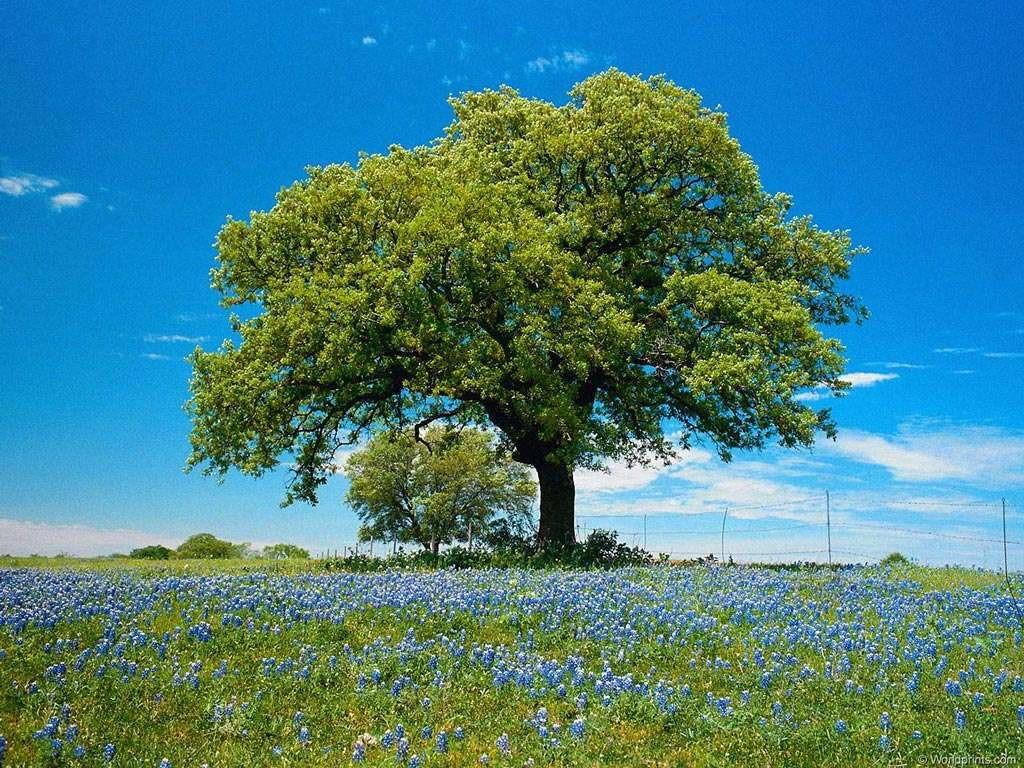 Настанет этот день