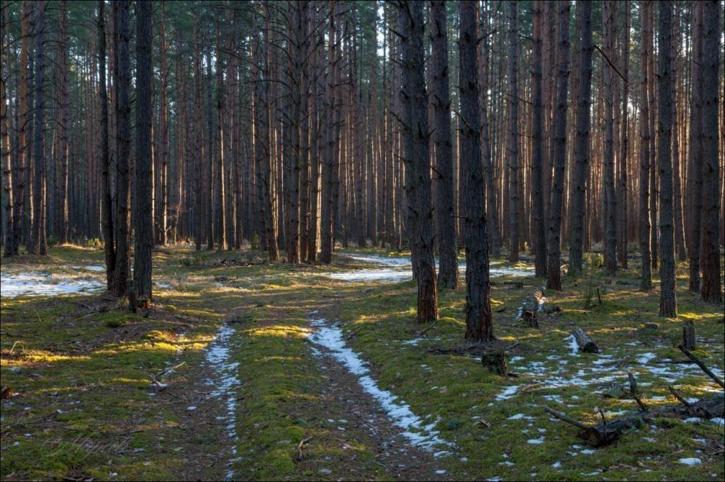 Последний снег