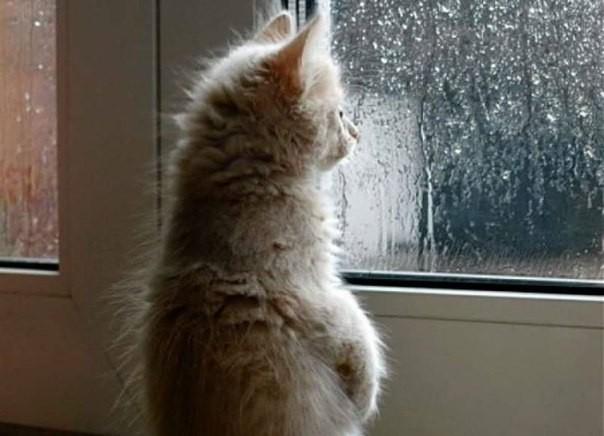 НЕБЕСНЫЙ ПРОСТАТИТ...