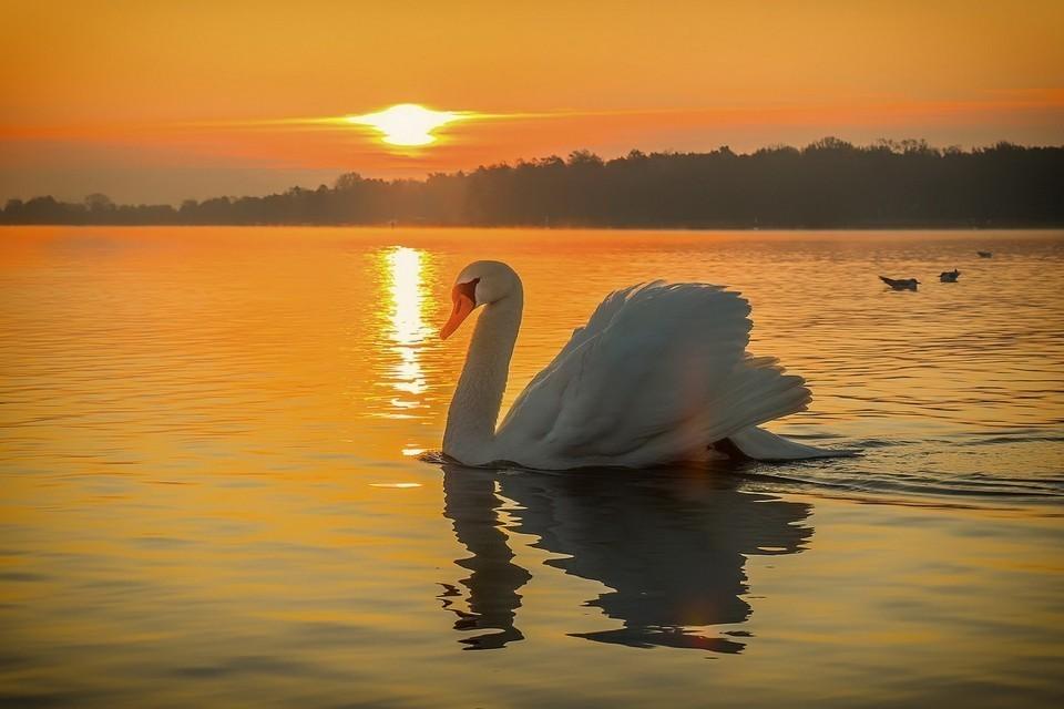 ОДИНОКИЙ ЛЕБЕДЬ БЕЛЫЙ.