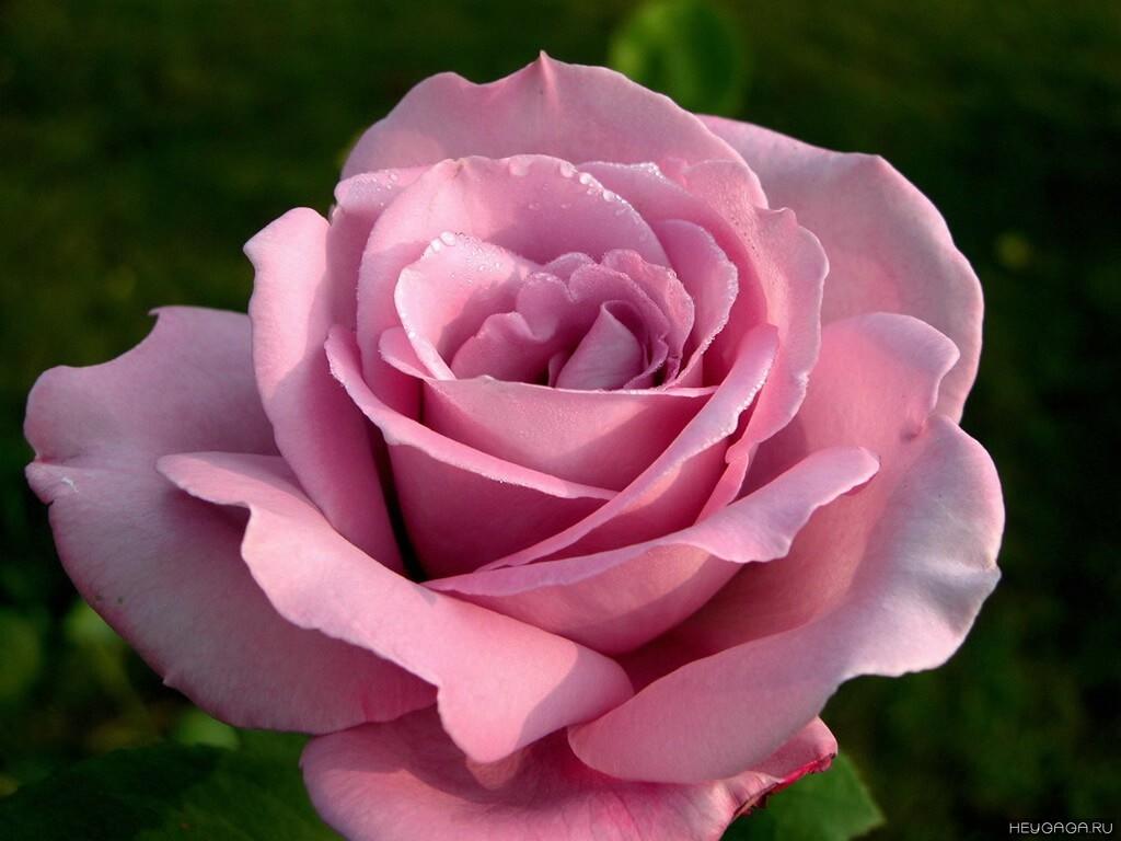 ПРЕКРАСНЫЕ ЦВЕТЫ