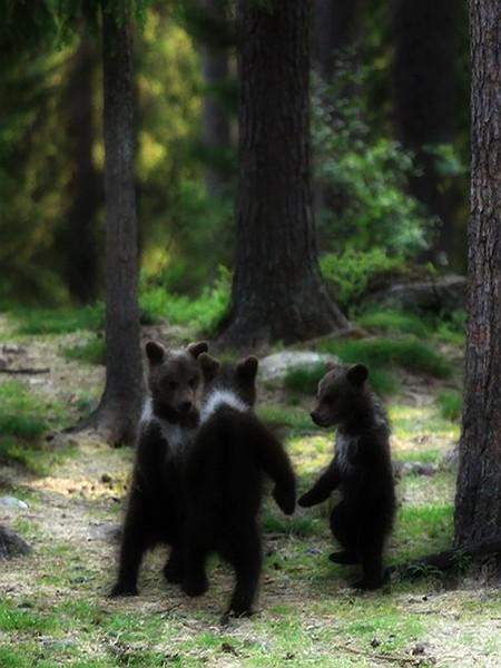Кто в ЛЕС, я - по дрова!