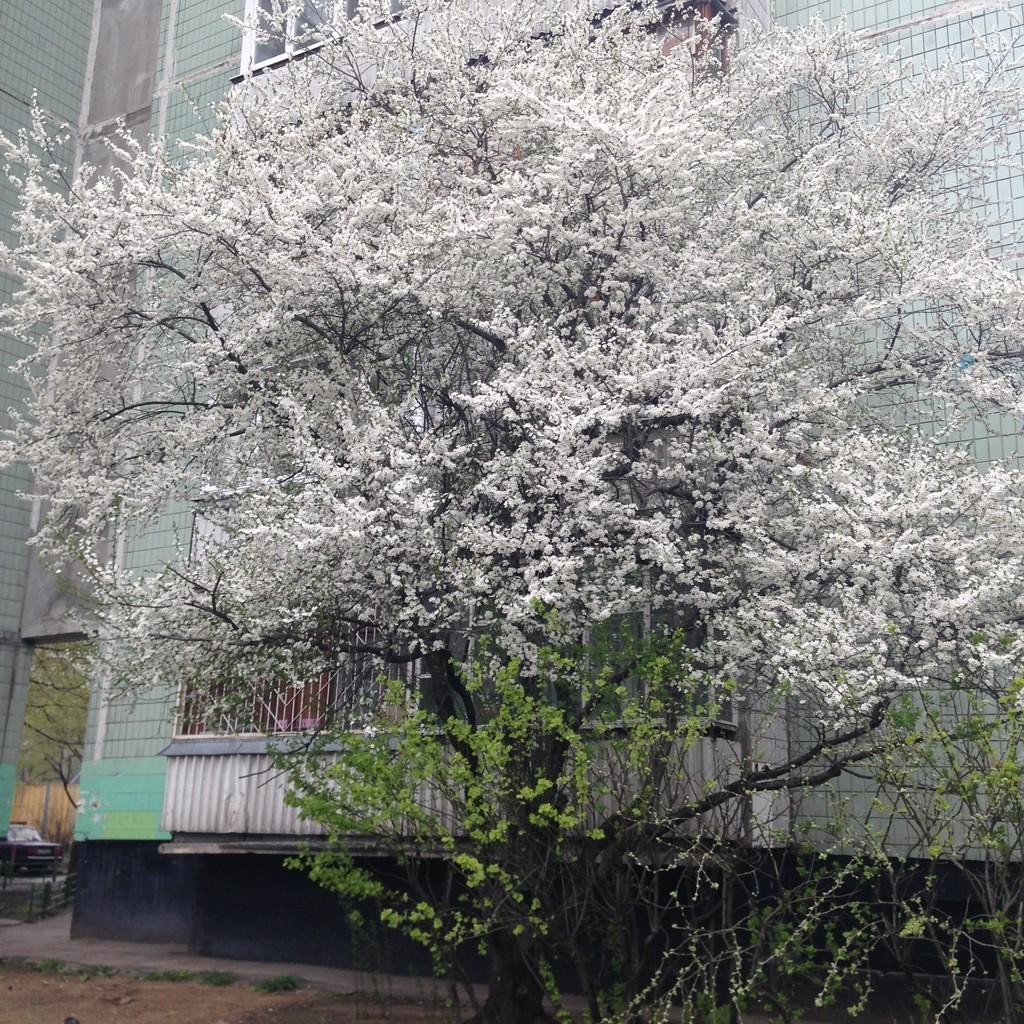 Хмельная весна.