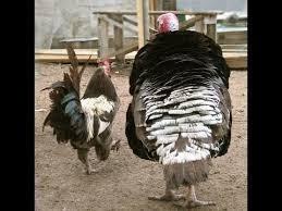 "Индюк и Петух"