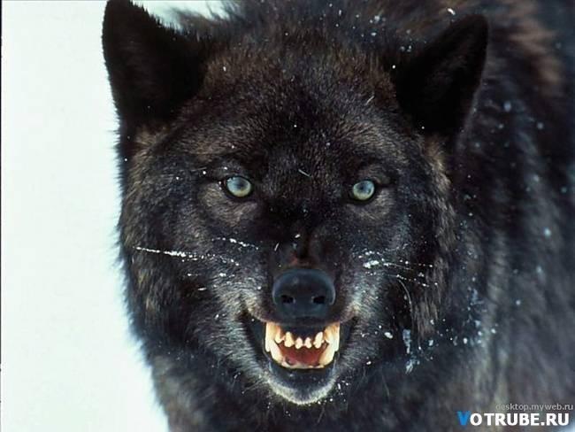 Чёрный волк