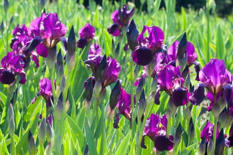 Ирисы