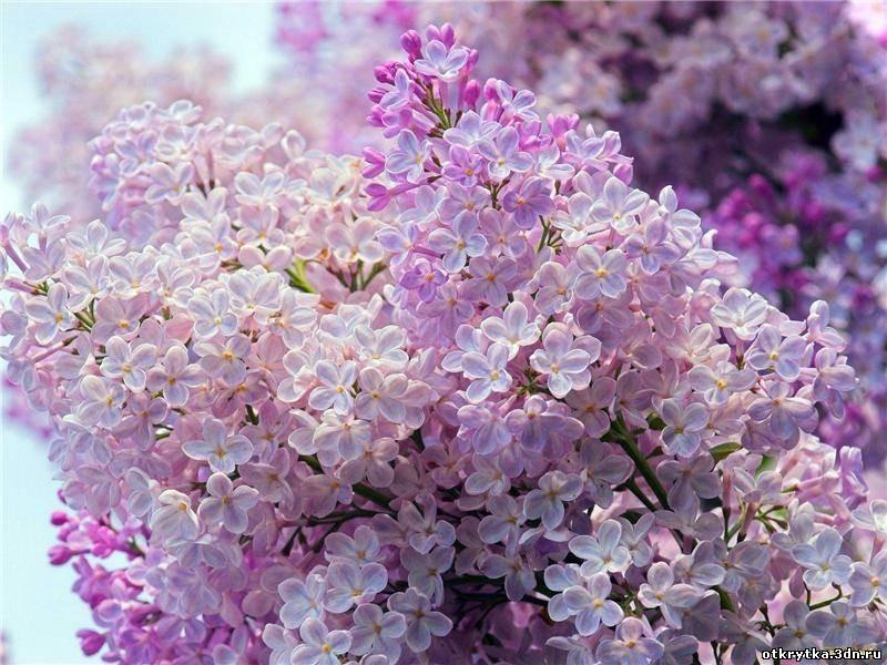 СТАНУ НА КОЛЕНИ