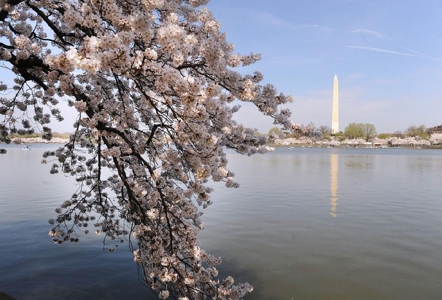 Ты посмотри на эти ветки сливы..